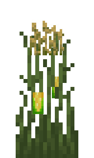 A ripe corn plant on MineBlocks